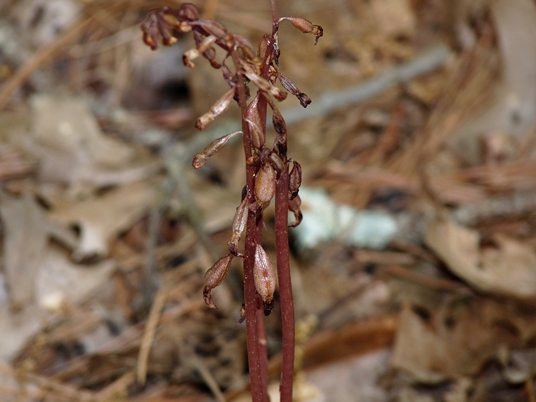 {Corallorhiza wisteriana}